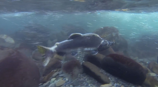 VIDEO: Return Of The River trailer